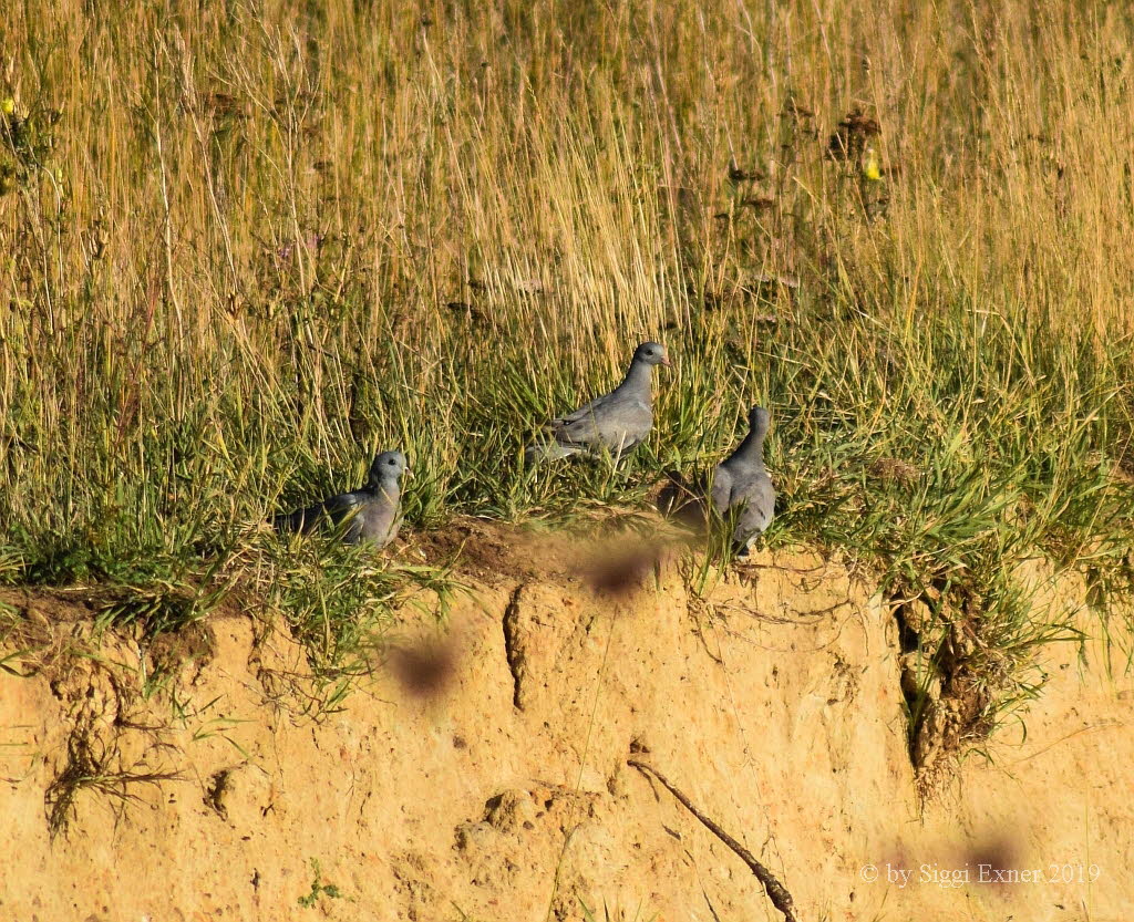 Hohltaube Columba oenas