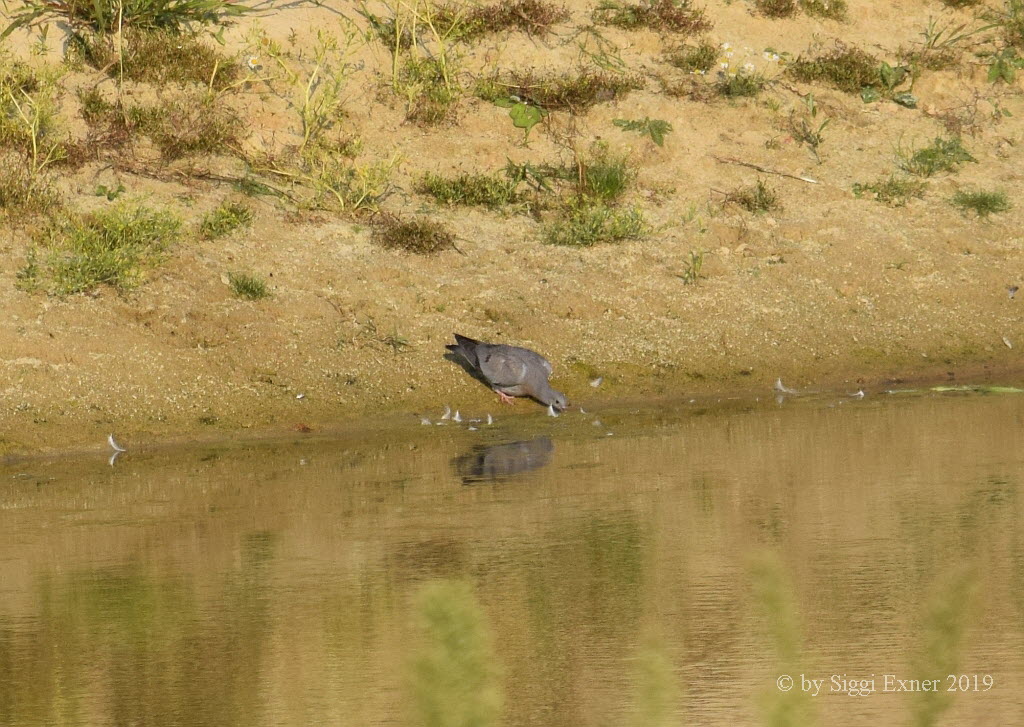 Hohltaube Columba oenas