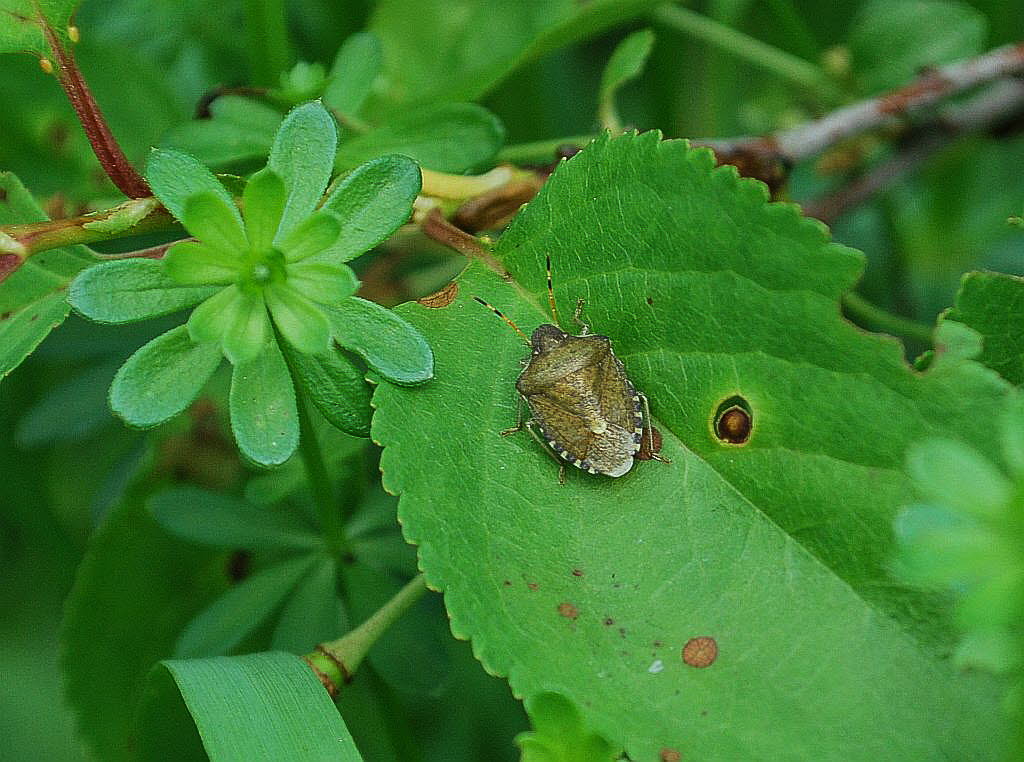 Peribalus strictus 