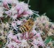 Honigbiene Apis mellifera