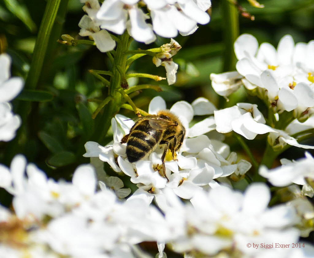 Apis mellifera  Westliche Honigbiene 