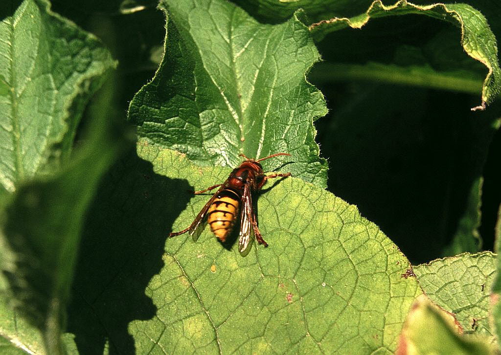 Hornisse Vespa crabro