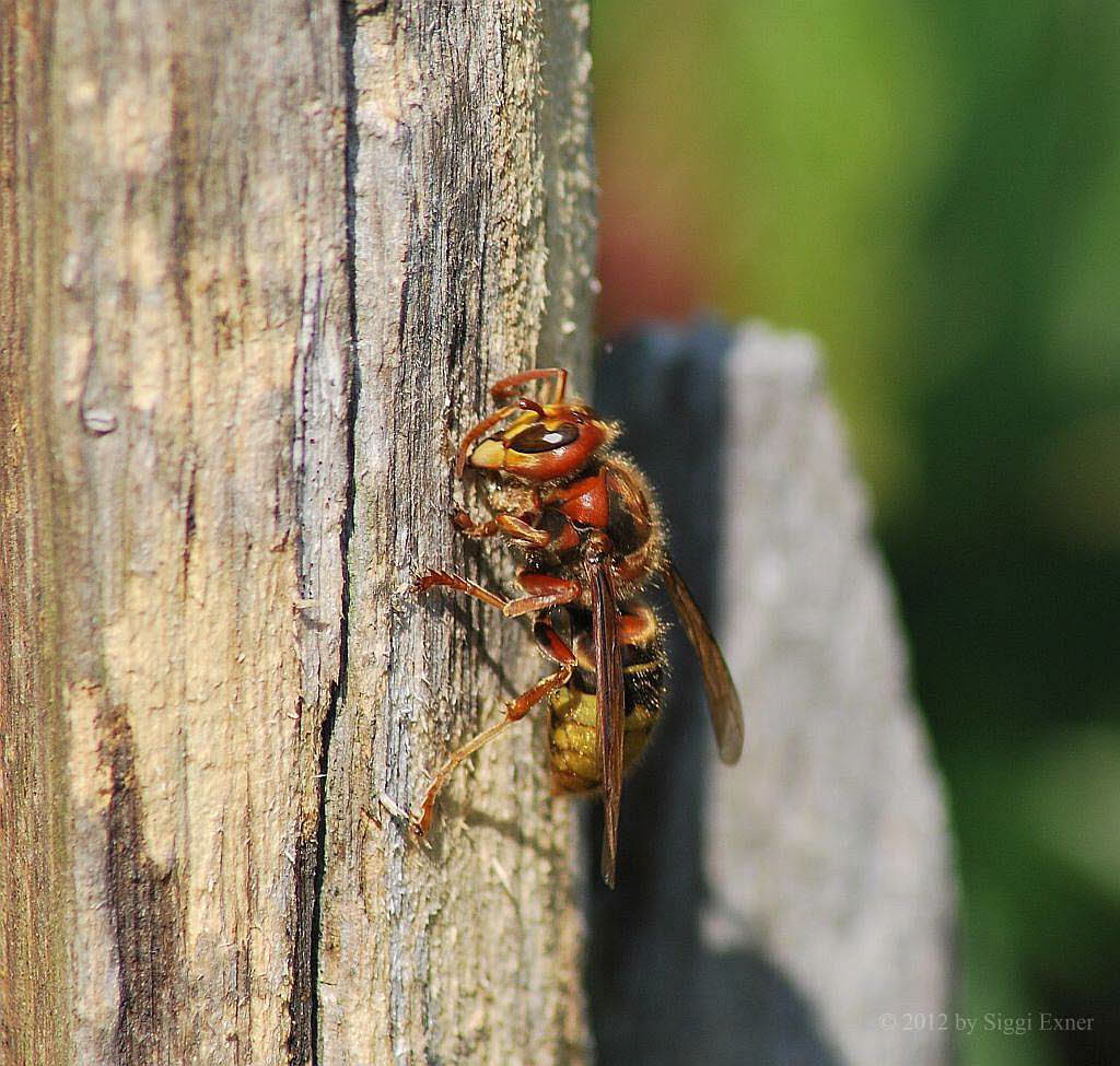 Hornisse Vespa crabro