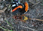 Hornisse Vespa crabro