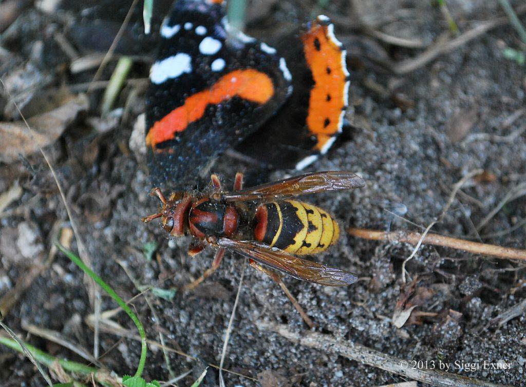 Hornisse Vespa crabro