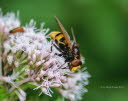 Volucella zonaria Hornissenschwebfliege