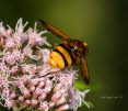 Volucella zonaria Hornissenschwebfliege