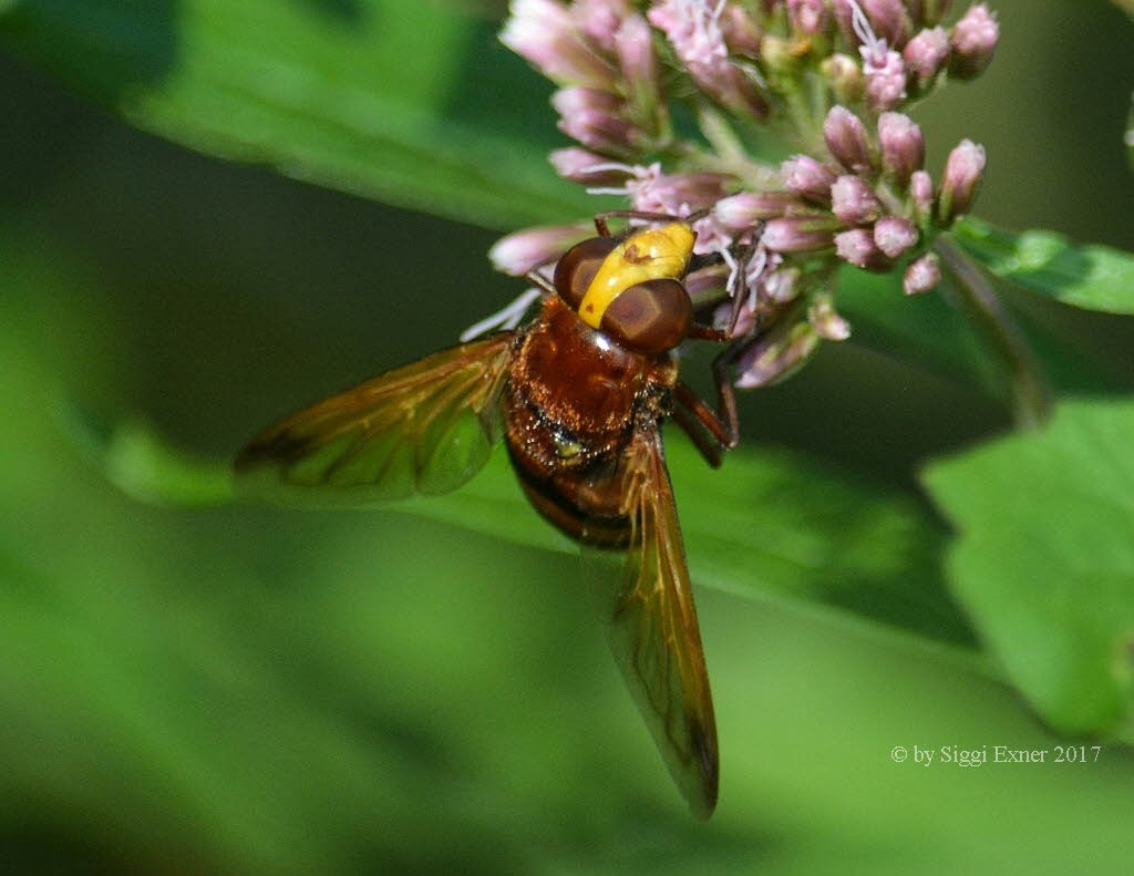 Volucella zonaria Hornissenschwebfliege