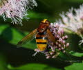 Volucella zonaria Hornissenschwebfliege