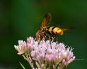 Volucella zonaria Hornissenschwebfliege