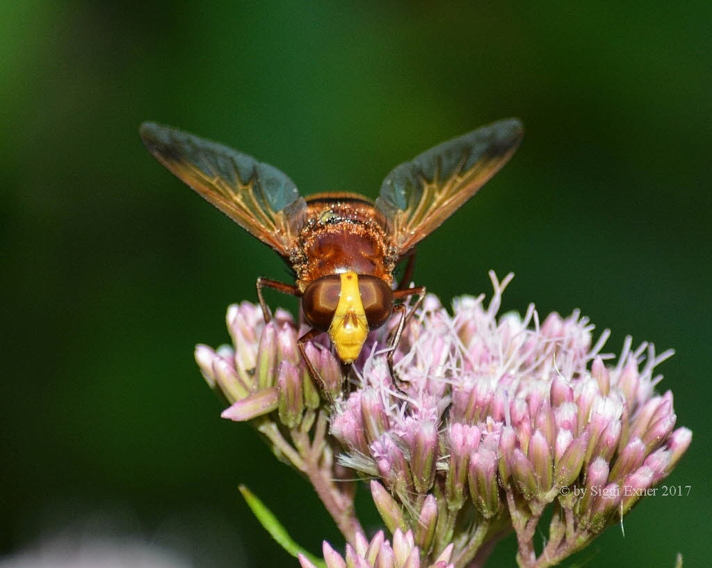 Volucella zonaria Hornissenschwebfliege