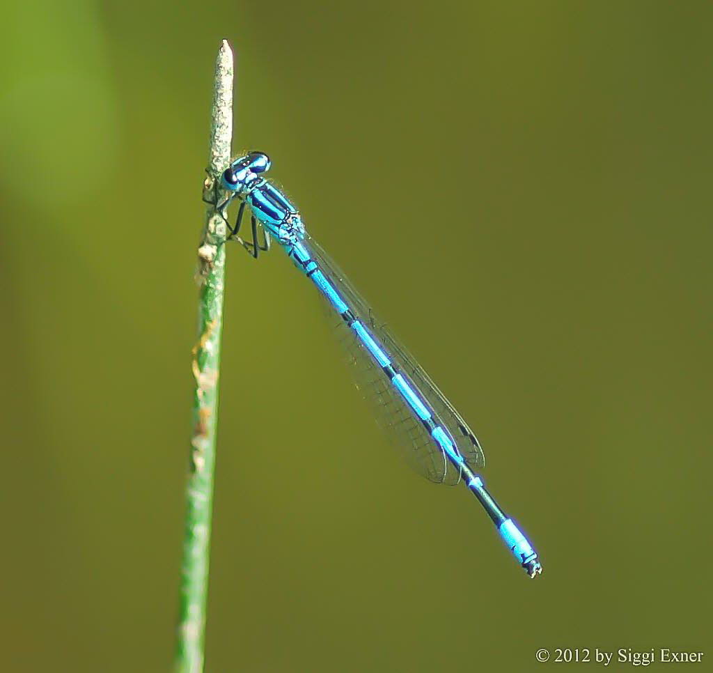 Hufeisenazurjungfer Coenagrion puella