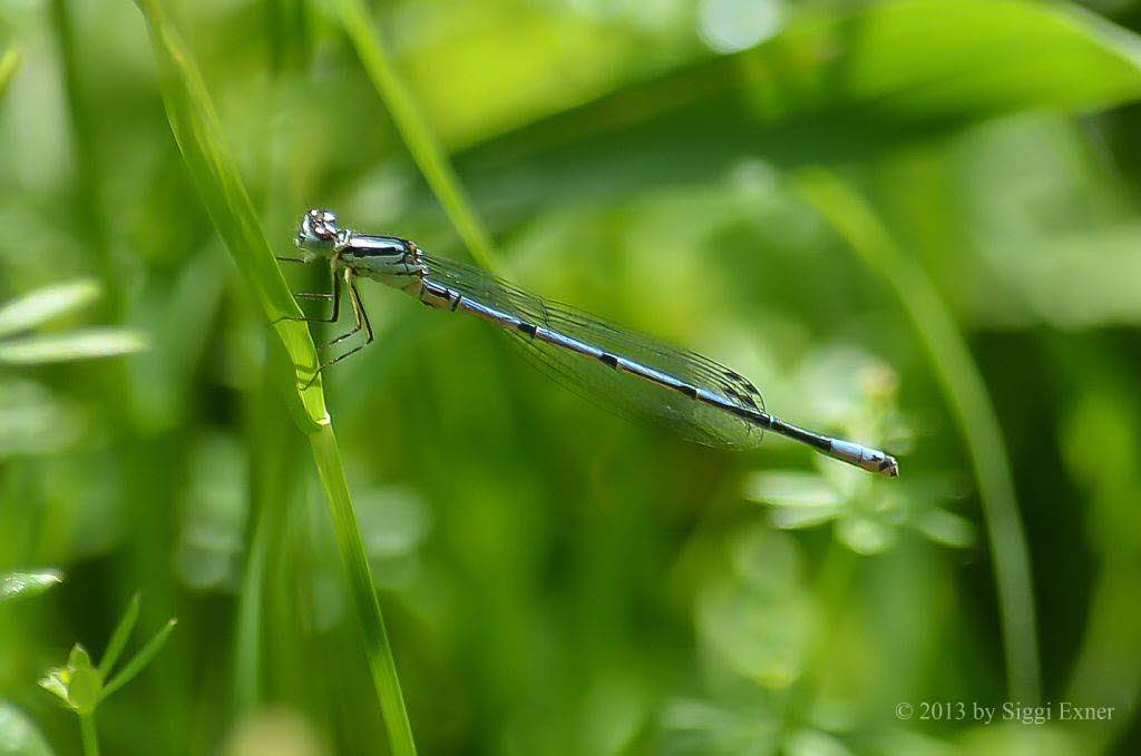 Hufeisenazurjungfer Coenagrion puella