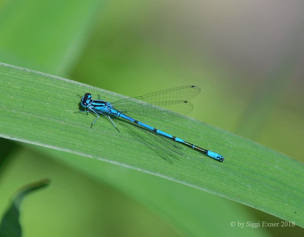 Hufeisenazurjungfer Coenagrion puella