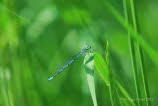 Hufeisenazurjungfer Coenagrion puella