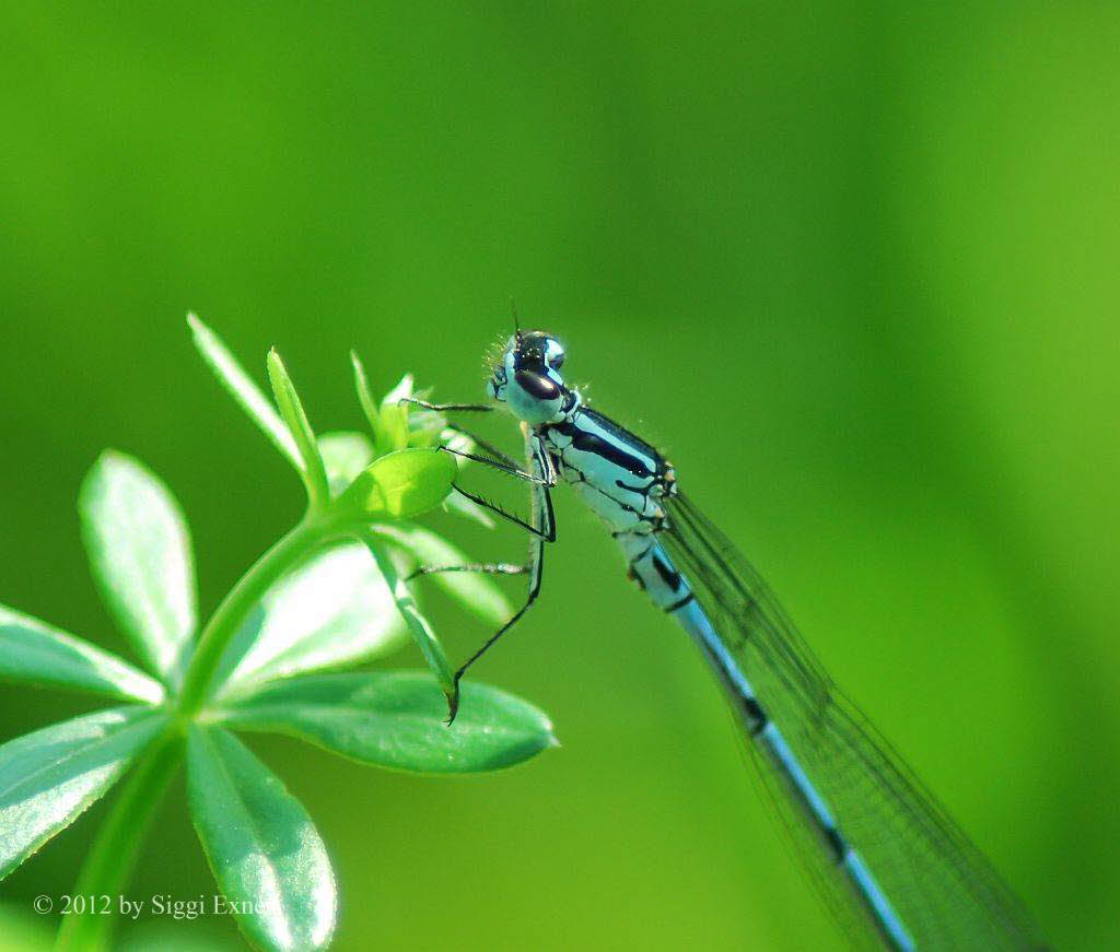 Hufeisenazurjungfer Coenagrion puella