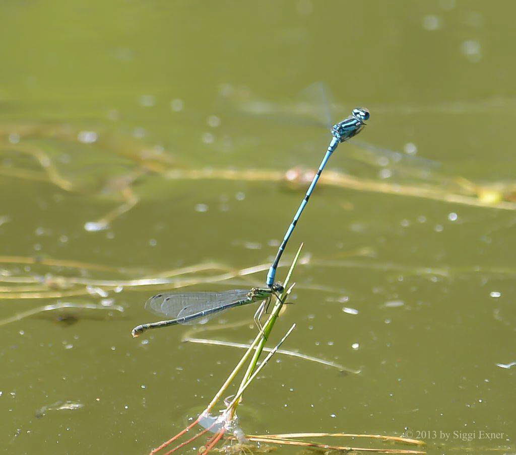 Hufeisenazurjungfer Coenagrion puella