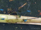 Hufeisenazurjungfer Coenagrion puella