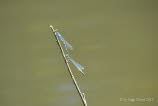 Hufeisenazurjungfer Coenagrion puella