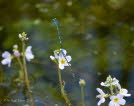 Hufeisenazurjungfer Coenagrion puella