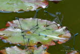 Hufeisenazurjungfer Coenagrion puella
