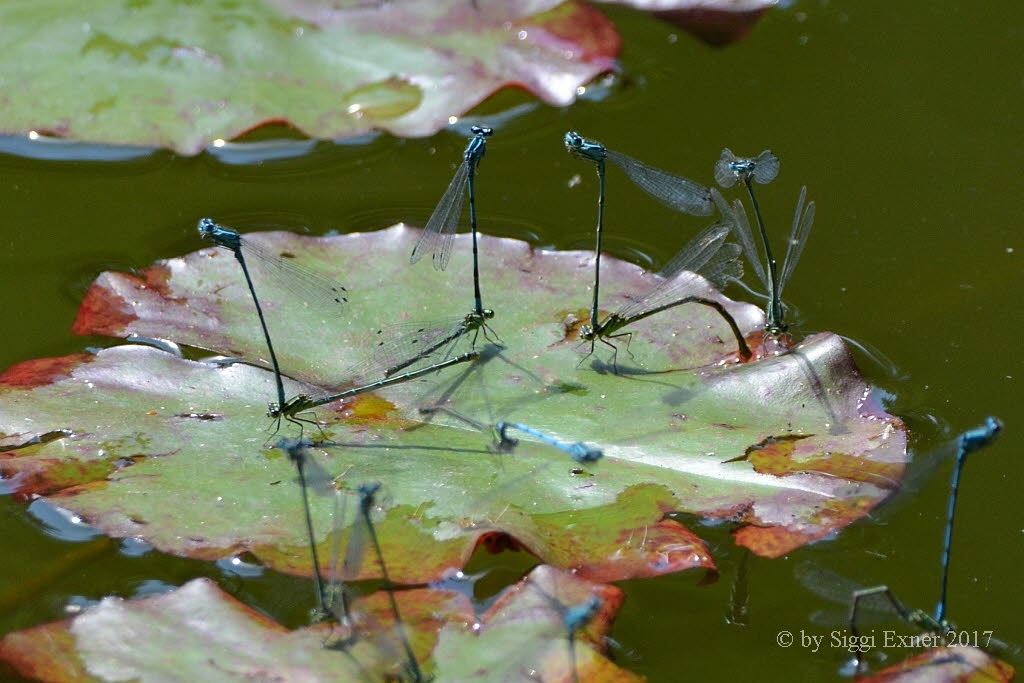 Hufeisenazurjungfer Coenagrion puella