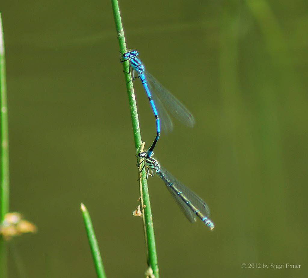 Hufeisenazurjungfer Coenagrion puella