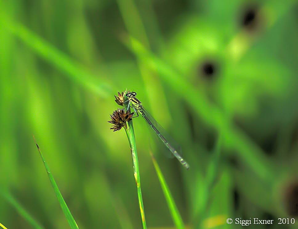 Hufeisenazurjungfer Coenagrion puella