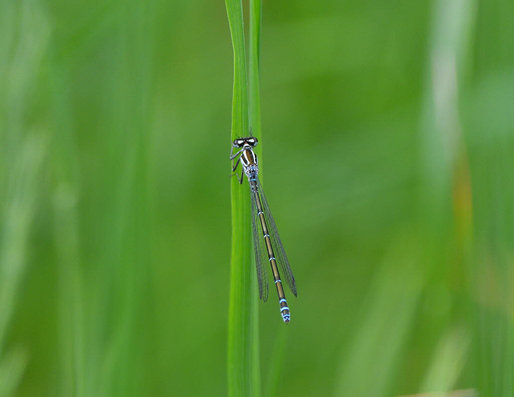 Hufeisenazurjungfer Coenagrion puella