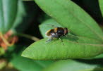 Eristalis intricaria Hummel-Keilfleckschwebfliege