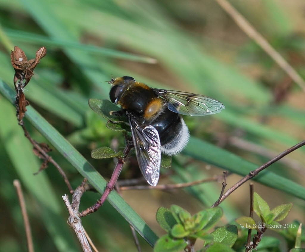 Eristalis intricaria Hummel- Keilfleckschwebfliege