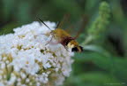 Hummelschwrmer Hemaris fuciformis