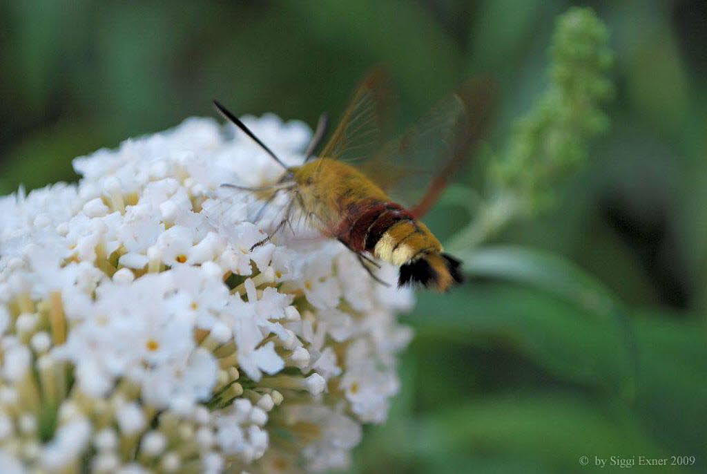 Hummelschwrmer Hemaris fuciformis