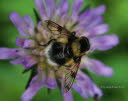 Volucella bombylans plumata Hummelschwebfliege