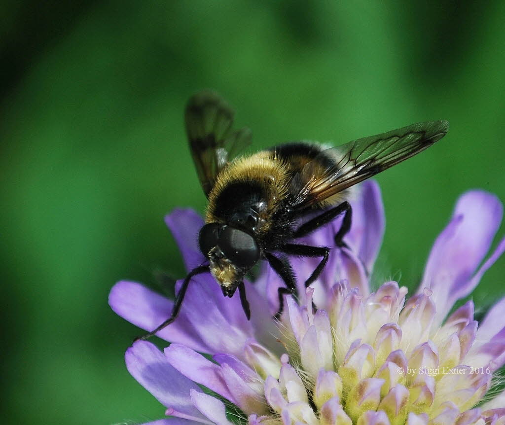 Volucella bombylans plumata Hummelschwebfliege