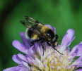 Volucella bombylans plumata Hummelschwebfliege