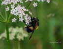 Volucella bombylans plumata Hummelschwebfliege