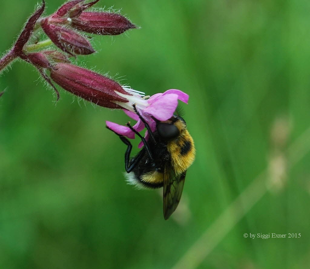 Volucella bombylans plumata Hummelschwebfliege