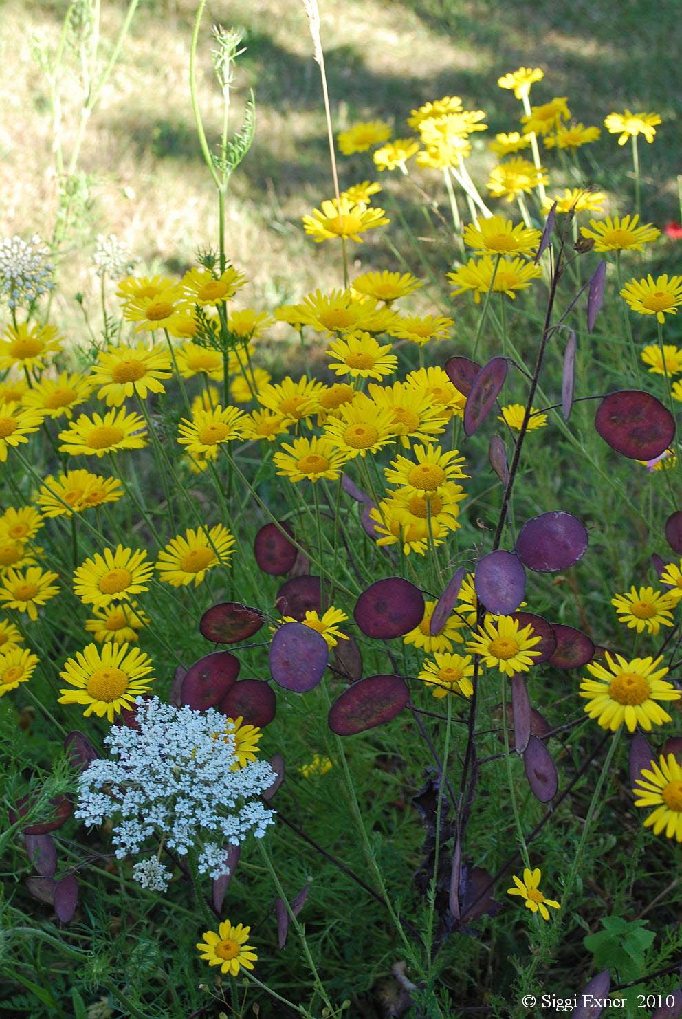 Hundskamille, Frber-  Anthemis tinctria