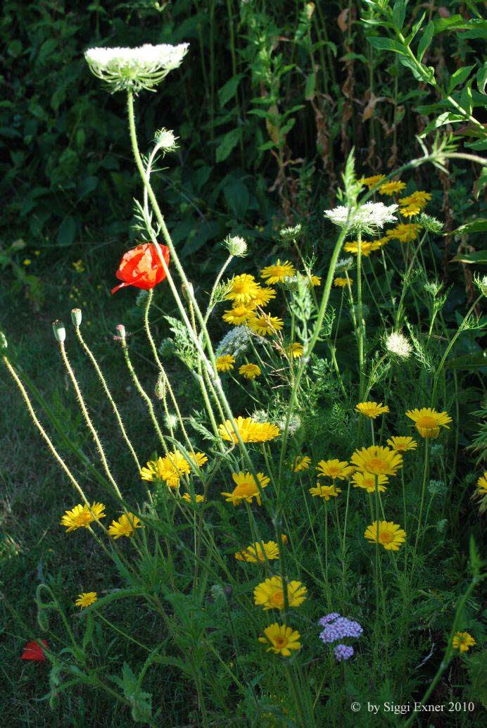 Hundskamille, Frber-  Anthemis tinctria