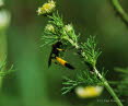 Ichneumon confusor/ stramentor