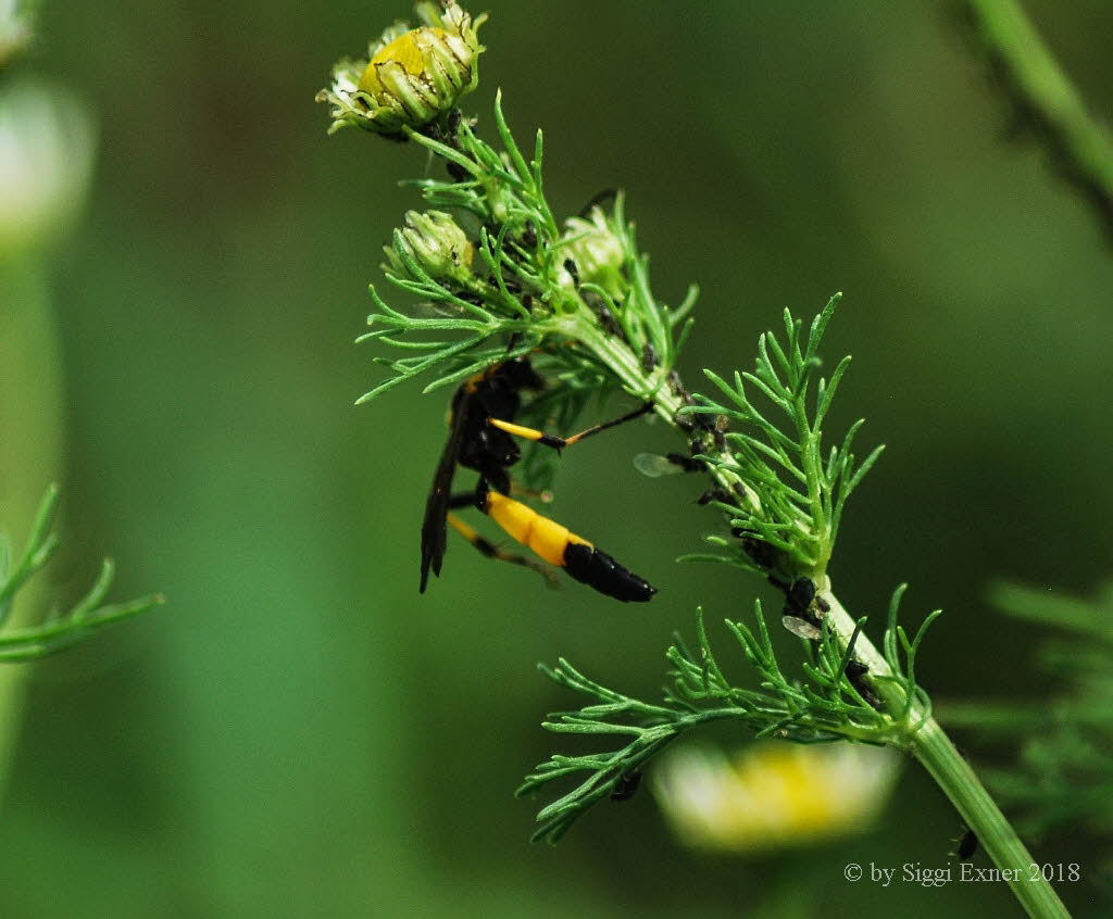 Ichneumon confusor/ stramentor