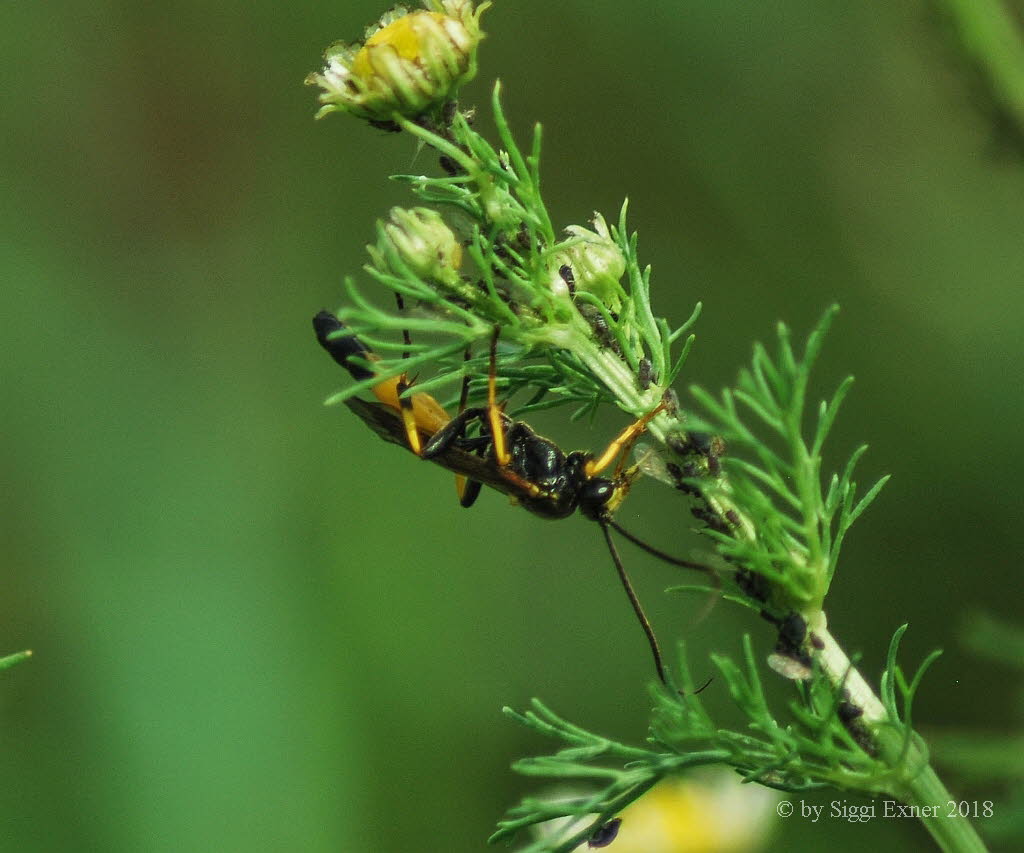 Ichneumon confusor/ stramentor