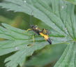 Ichneumon stramentor