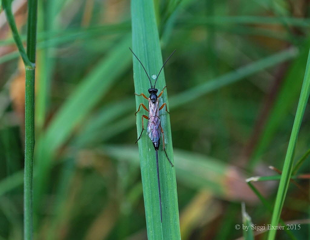 Ichneumonidae