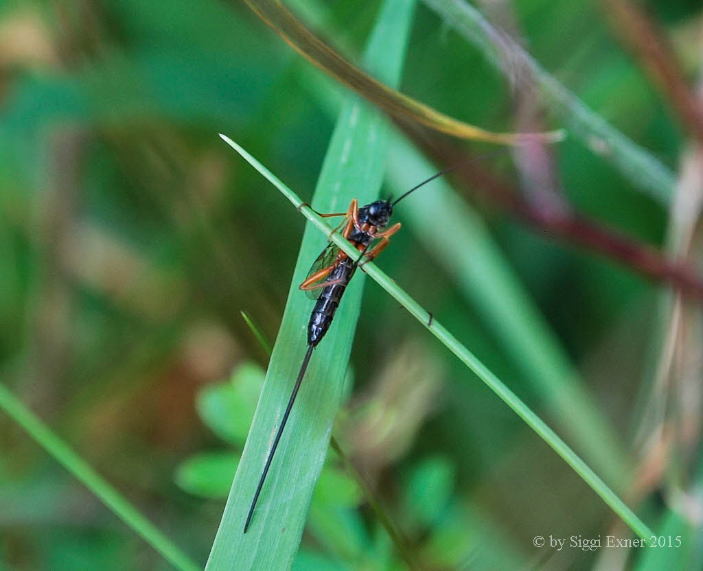 Ichneumonidae