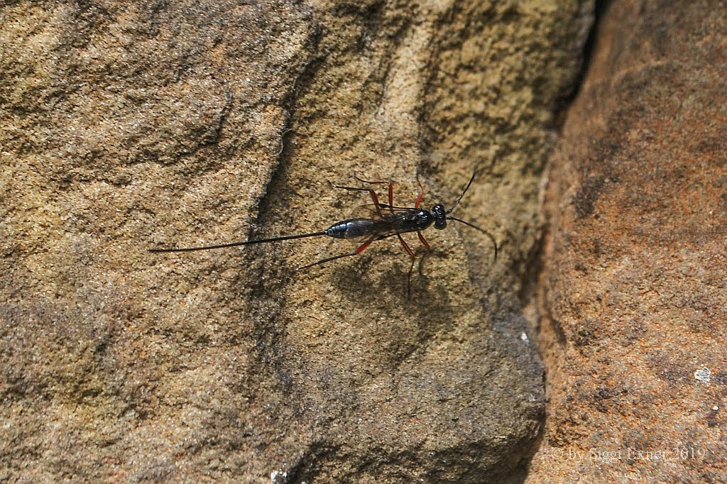 Ichneumonoidea