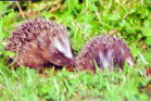 Igel (Erinaceus europaeus)