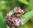 Igelfliege Tachina fera