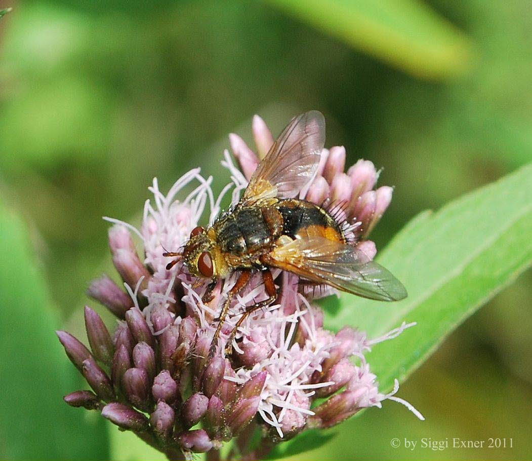 Igelfliege Tachina fera